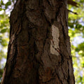 Tree trunk with a white mark against a blurred green forest background