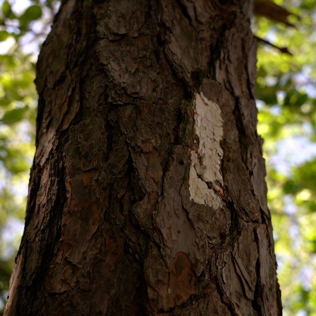 Tree trunk with a white mark against a blurred green forest background